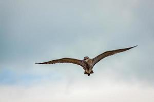 eurasian curlewin flygning foto