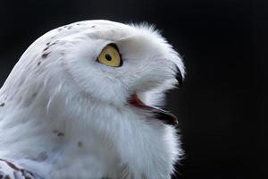 snöuggla mot en mörk bakgrund foto