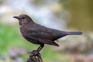 hona koltrast, turdus merula foto