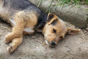 blandras valp tar en siesta foto