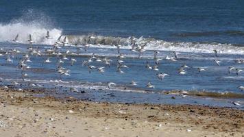 små tärnor som flyger längs stranden vid winterton-on-sea foto