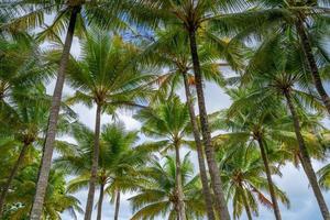 underifrån av tropiska palmer löv i blå himmel bakgrund naturliga exotiska fotoram blad på grenarna av kokospalmer mot den blå himlen i solig sommardag phuket island thailand foto