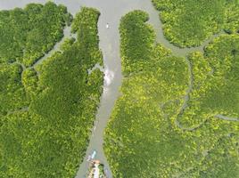 Flygfoto uppifrån och ner av vackert mangroveskogsträd på morgonen drönare flyger över havet och mangroveskogslandskap högvinkelvy dynamiskt flygfoto fantastisk naturlandskapsvy foto
