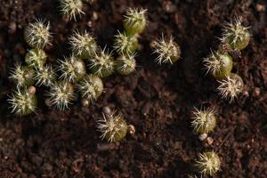 makrofotografering av liten kaktus i blomkruka foto