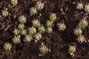 makrofotografering av liten kaktus i blomkruka foto