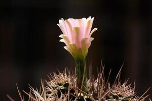 närbild vacker gymnocalycium kaktus blomma foto