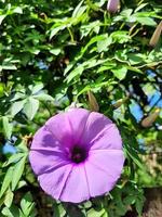 morning glory blomma foto