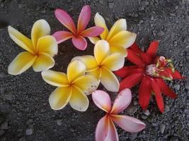 frangipani blomma natur skönhet foto