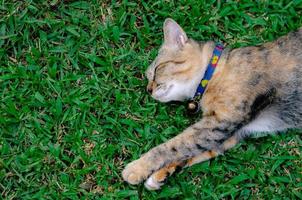 vacker bedårande leopardfärgad katt som sover på gräset. foto