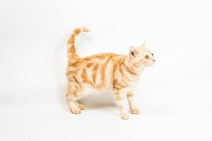 katt amerikansk korthår på vit bakgrund foto