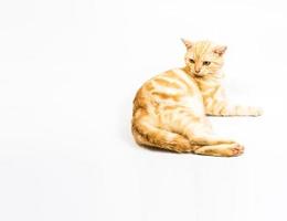 katt amerikansk korthår på vit bakgrund foto