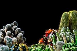 närbild kaktus på svart bakgrund foto