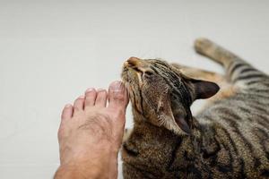 kattansikte gnuggar folks fötter, tabby katt. foto