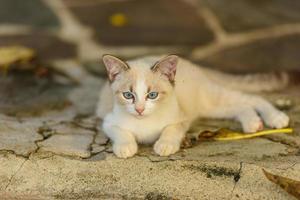 vit kattunge med blå ögon i naturen foto