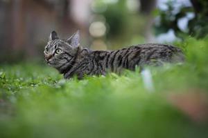 tabby katt sitter med scen natur grön. foto