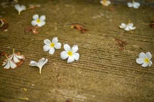 vita frangipani blommor på vägen foto