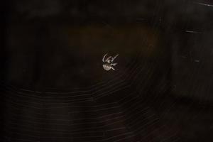 spindel i naturen och nätet foto