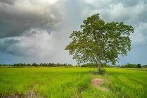 ett träd i mitten av ett fält och himmel bakgrund foto