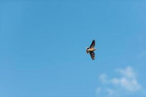 duva flygande natur himmel bakgrund foto