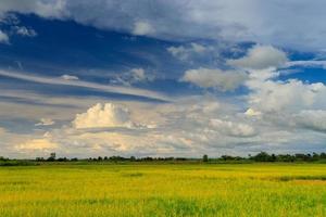 risfält med regnperiodens himmel foto