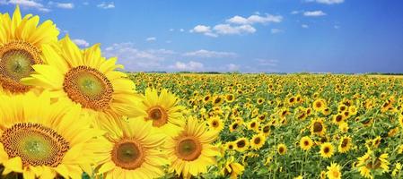 fält av blommande solrosor på en bakgrund blå himmel foto