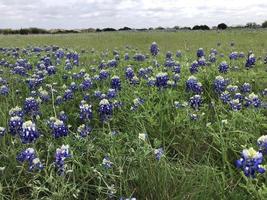 texas fält av bluebonnets foto