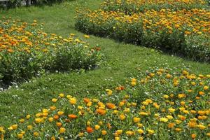 blomsterbädd av blommor foto