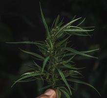 hand som håller cannabis blad på grön natur bakgrund foto