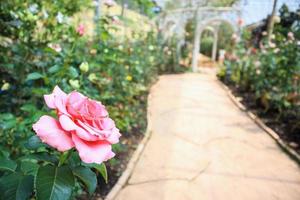 vackra färska naturliga rosa rosor i blomsterträdgården foto