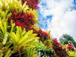 färgglada av bromeliad trädgård och blå himmel foto