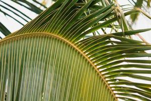 kokos blad bakgrund foto