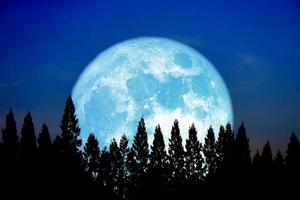 super majs plantering blå månen stiga tillbaka toppen tall klart moln på natthimlen foto