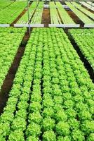 röd ek, grön ek, odling hydroponics grön grönsak i f foto