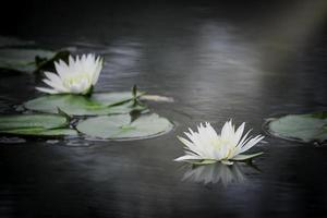 vacker vit näckros eller lotusblomma i dammen med att reflektera över vattnet foto