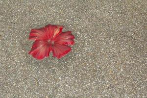 keramiska blommor dekorerade i många vackra färger på skolans trottoar får barn att vilja gå till skolan för en promenad. foto