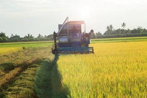 skördetröskor skördar gyllene ris på bondens fält för att sälja och skicka till industrianläggningar för bearbetning till olika råvaror och export till främmande länder för konsumtion. foto