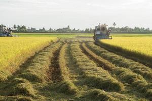 skördetröskor skördar gyllene ris på bondens fält för att sälja och skicka till industrianläggningar för bearbetning till olika råvaror och export till främmande länder för konsumtion. foto