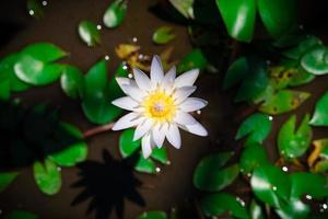 natur bakgrund blommar lotusblomma näckros växt foto