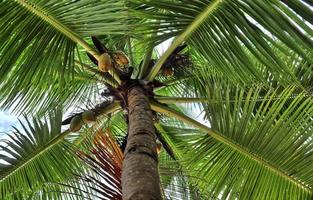 vackra palmer vid stranden på de tropiska paradisöarna Seychellerna. foto