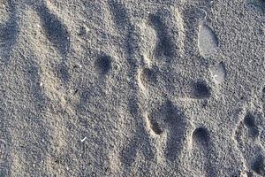 detaljerad närbild på sand på en strand vid Östersjön foto