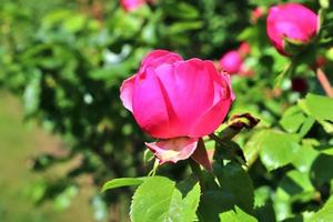 ovanifrån av gul och orange rosblomma i en rosor trädgård med en mjuk fokus bakgrund foto