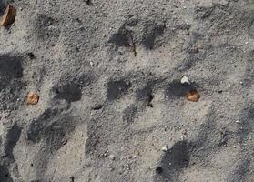 detaljerad närbild på sand på en strand vid Östersjön foto