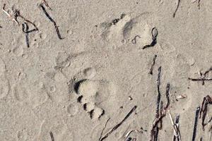 vackra detaljerade fotspår i sanden på en strand under sommaren. kopiera utrymme bakgrund foto