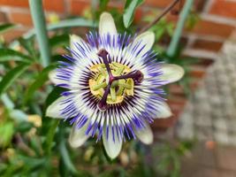 vacker passiflora blomma i blom med en mjuk bakgrund. foto