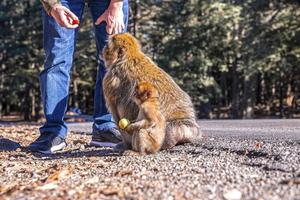 man matar färsk frukt till hungriga vilda apor vid vägkanten i solljus foto