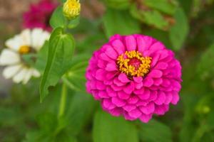 rosa zinnia violacea blomma blommar mjukt ljus i trädgården thailand foto