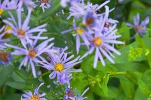 lila blomma mjukt ljus blommande skönhet natur i trädgården foto