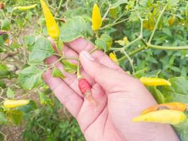 fokusera selektivt på handen som håller i chilin eller paprikan som är ruttet på grund av växtskadedjur och dåligt väder, så att bönderna misslyckas med att skörda foto