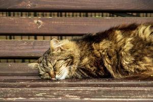 utomhus sömnig fluffig brun katt sover på en bänk. foto