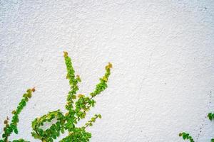 tom grönt gräs väggram som bakgrund. trädgren med gröna löv och gräs på vit tegelvägg bakgrund. foto